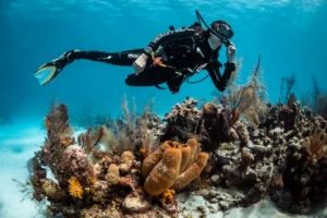 Fun Dive