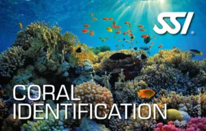 Coral identification